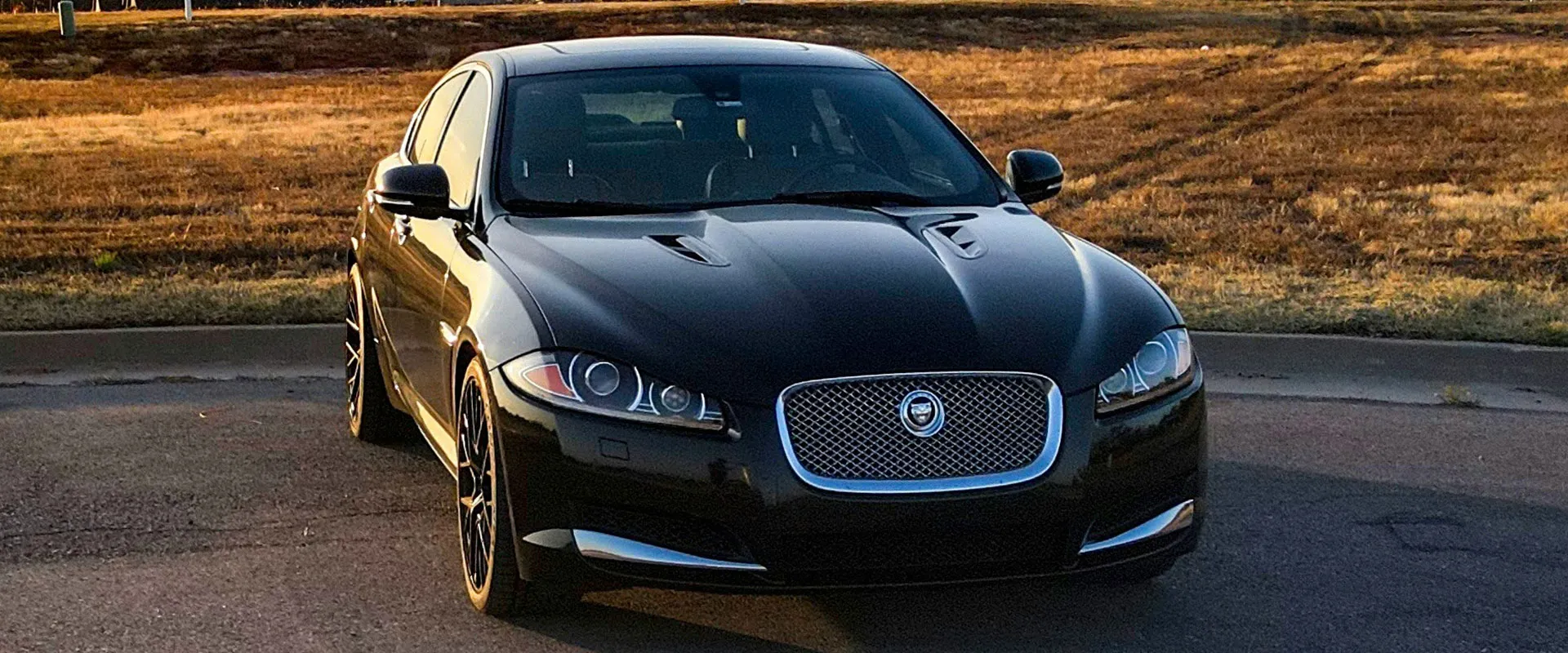 Jaguar near San Antonio, TX